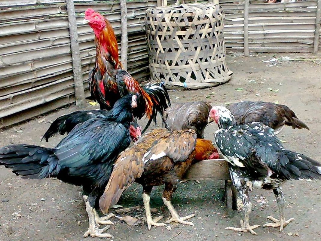 ayam kampung